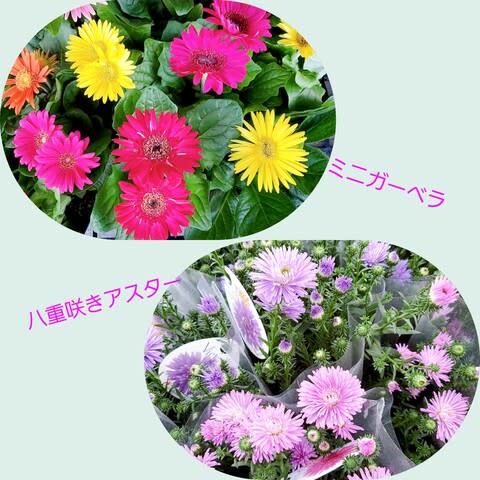 ミニガーベラとアスター仲間入り 本日も小春日和 ミニガーベラとアスター仲間入り 本日も小春日和