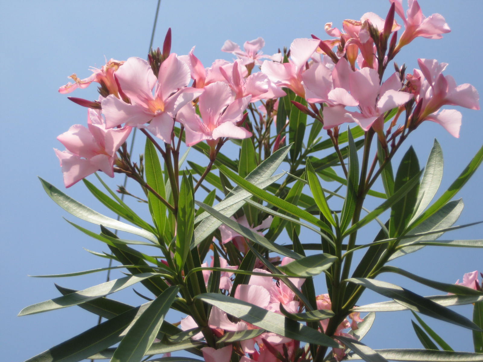 キョウチクトウ 夾竹桃 花熟里 けじゅくり の静かな日々 キョウチクトウ 夾竹桃 花熟里 けじゅくり の静かな日々