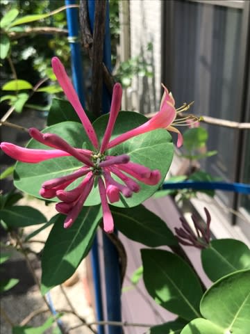 今まで剪定してなかったのかというのは無しで(汗 今まで剪定してなかったのかというのは無しで(汗
