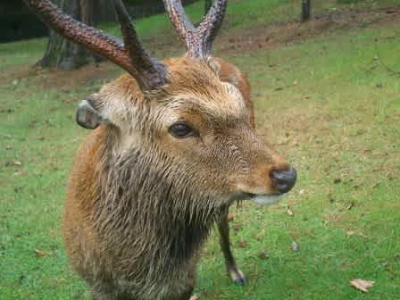 水も滴る たれ耳さん 鹿とお散歩 奈良大和路