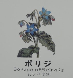 20140517服部緑地 都市緑化植物園 ハーブ園にて 画像