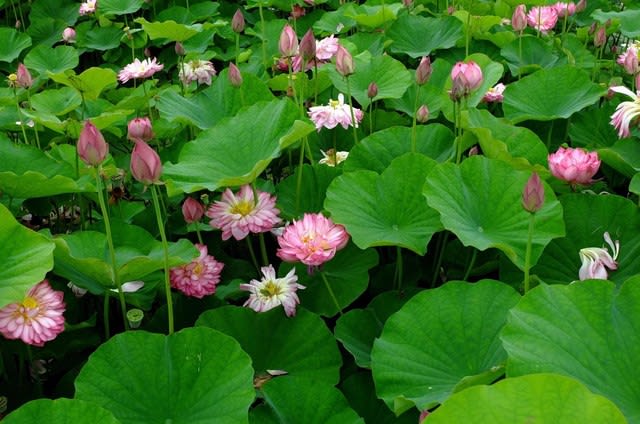 ハスの花 史前帰化植物か - 里山の野草と花木 宮城県北トレッキング