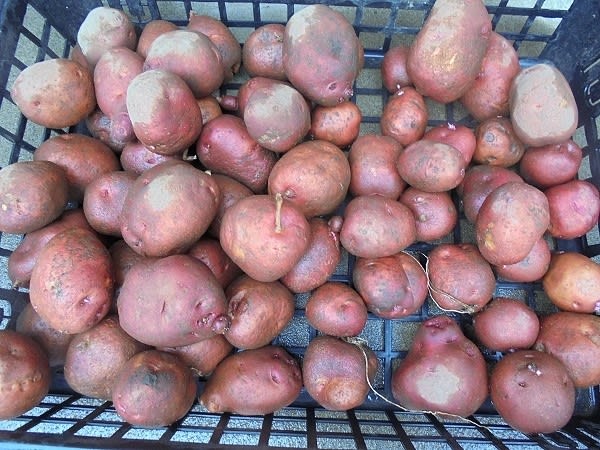 アンデスレッドとデジマで秋作ジャガイモの植えつけ - ３０坪