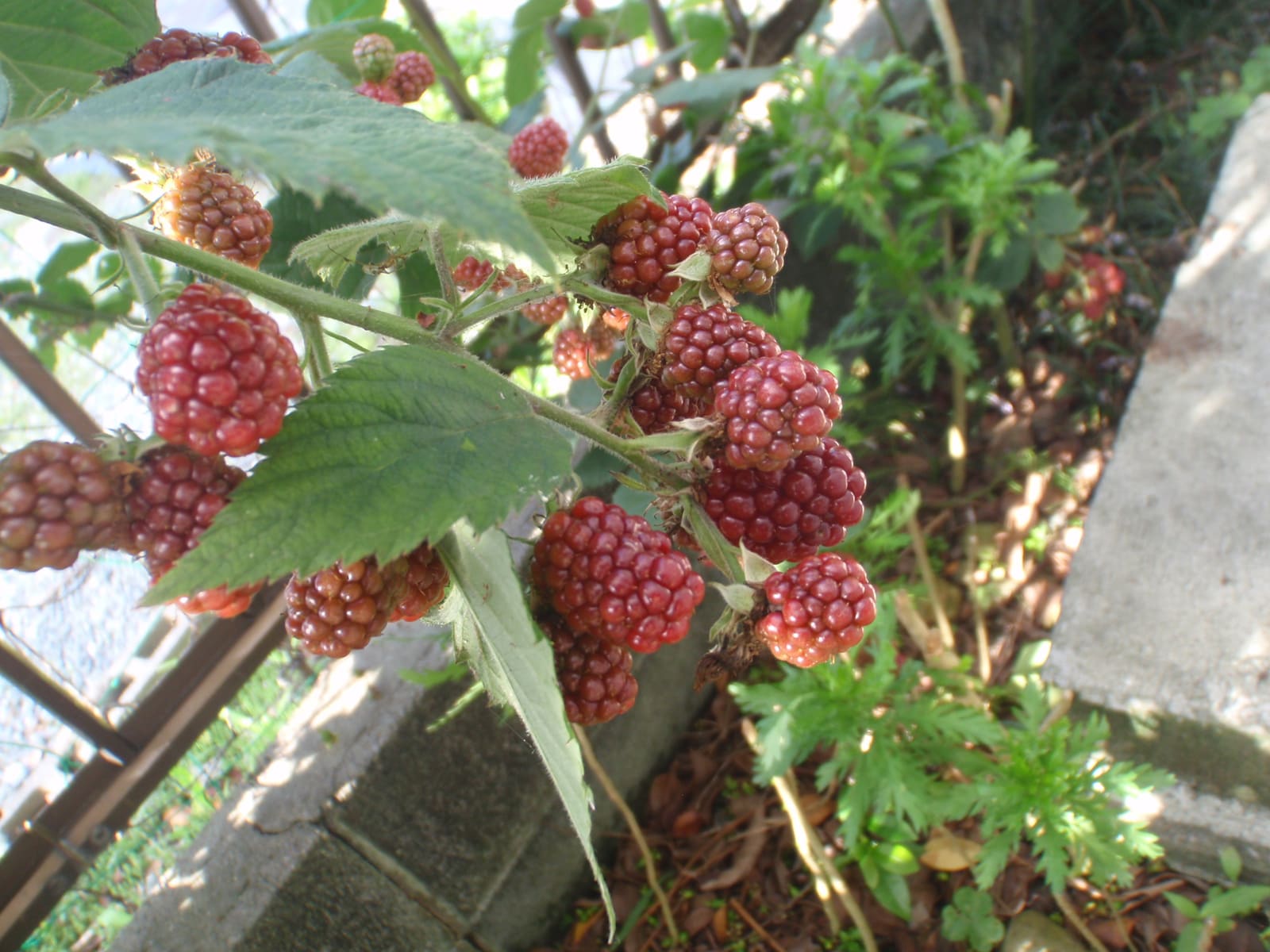 庭のブラックベリー と来訪者 杜の茶菓菜 もりのさかな 庭のブラックベリー と来訪者 杜の茶菓菜 もりのさかな