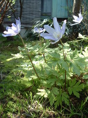 いちりん草です