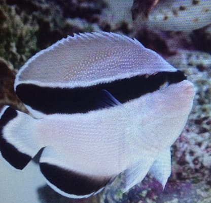 水槽 飼育 バンデッドエンゼルフィッシュ 横浜の水槽レンタル ブログ