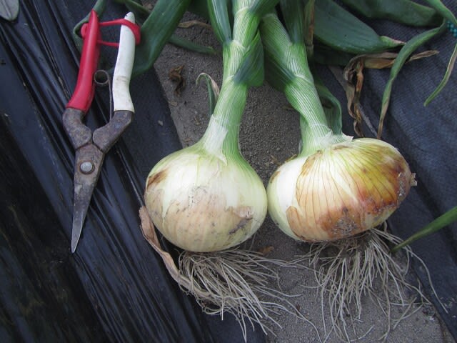 玉ねぎ のブログ記事一覧 大好き 野菜の時間