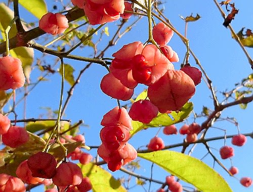 秋 木々の赤い実 マユミ ニシキギ コマユミ ウメモドキ 他 花と徒然なるままに