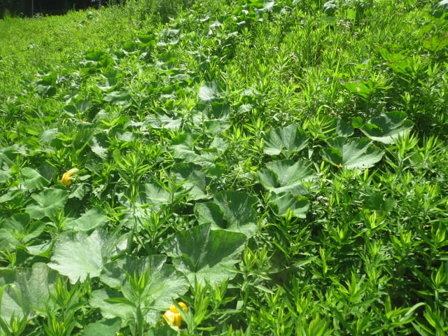 放任したカボチャの収穫 大好き 野菜の時間