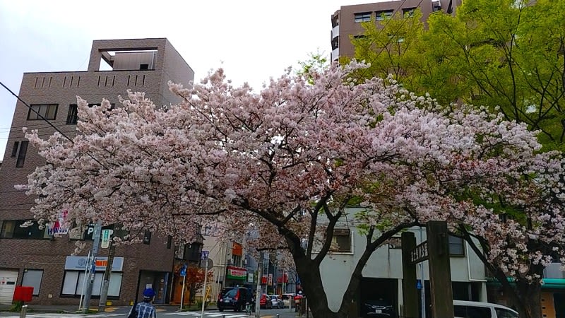 富士見川公園の桜
