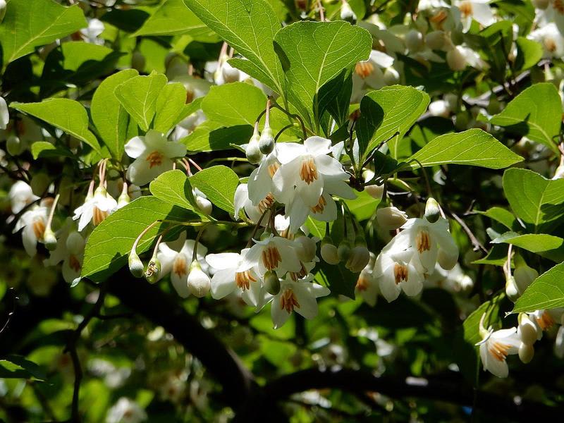 《現品》シダレエゴノキ　白花　樹高1.6ｍ（根鉢含まず）06【庭木/苗木/植木】