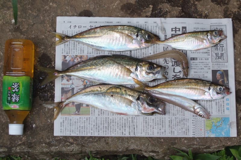 鴨川 アジ 夜釣り 堤防 カメラでお出かけ Odekake Photo Blog