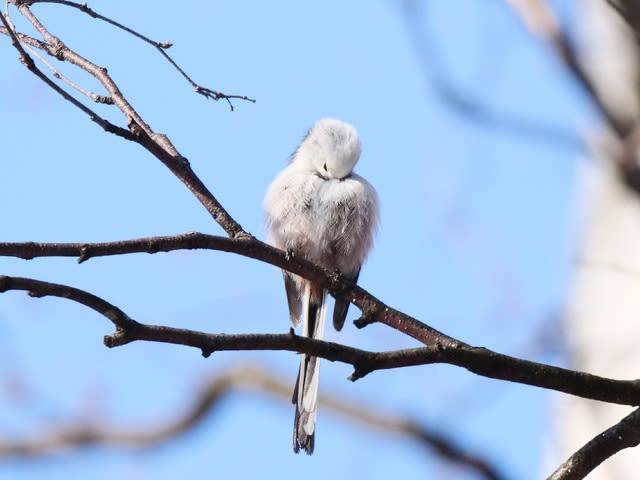 1 13 ちっとも可愛くないシマエナガ 札幌の公園で見かける野鳥たち