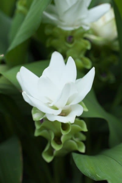 クルクマ 熱帯の趣あふれる花姿は7月16日の誕生花 Aiグッチ のつぶやき