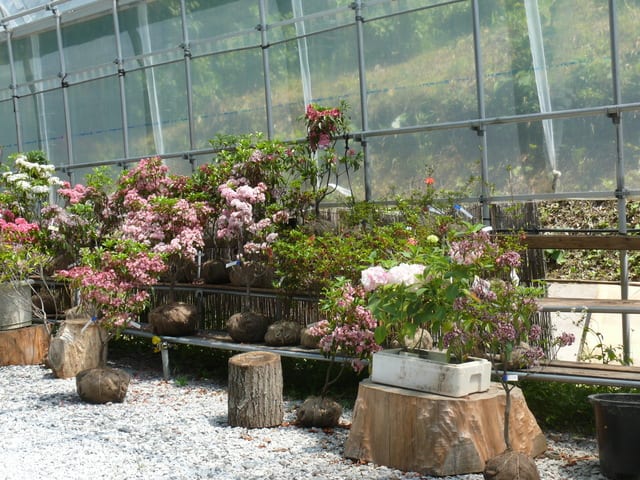 みちのくあじさい園のカルミア その1 21年6月9日 水 Peaの植物図鑑 みちのくあじさい園のカルミア その1 21年6月9日 水 Peaの植物図鑑