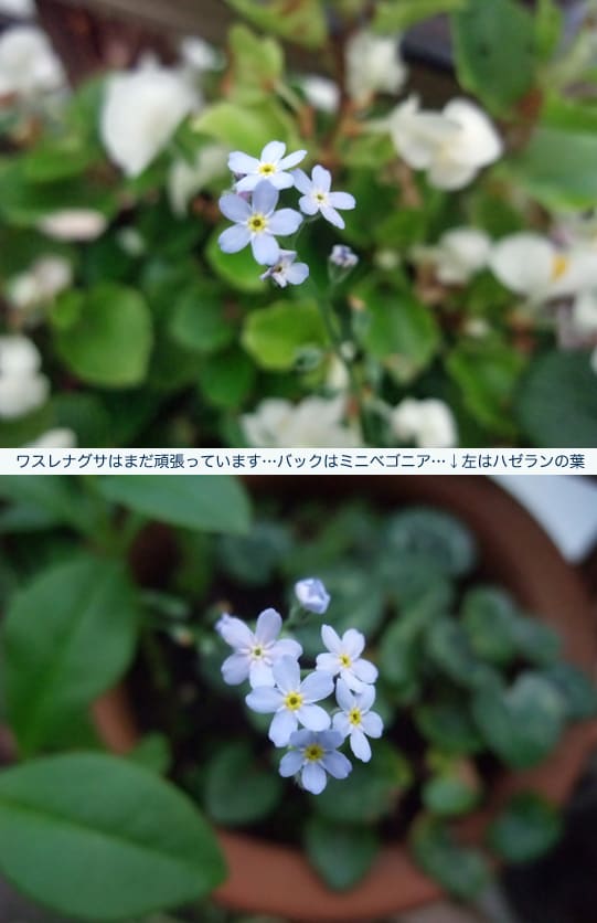 https://blogimg.goo.ne.jp/user_image/7b/1a/bd6def118b2c8d9df5ca8c3c6bcd8199.jpg