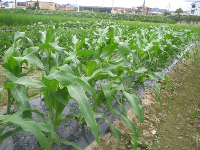 トウモロコシ ４ 抑制栽培 と丹波黒豆の間引き 追肥 土寄せ 大好き 野菜の時間