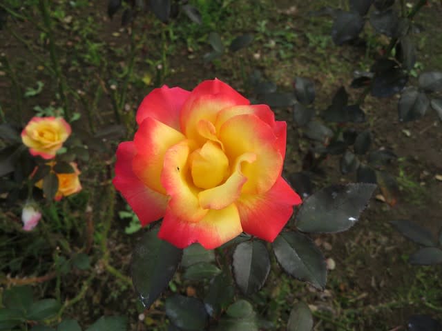 咲き始めは黄色で、次第に赤が強くなるバラ「チャールストン」（薔薇