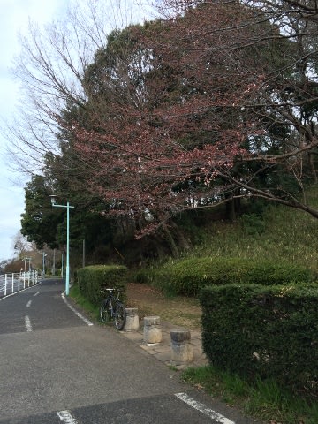 多摩湖・狭山湖周辺桜開花情報2015