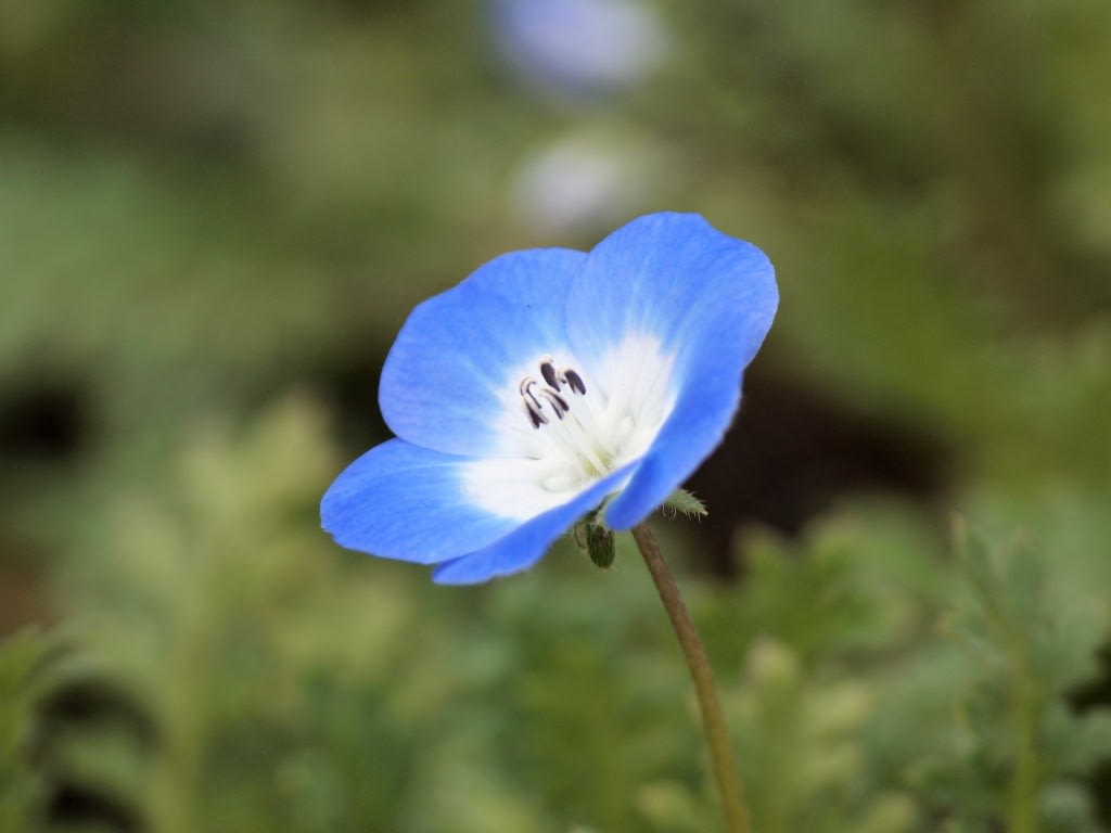 青い花 ネモフィラ Atakaの趣味悠久 青い花 ネモフィラ Atakaの趣味悠久