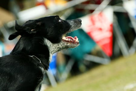 bordercollie_ボーダーコリー