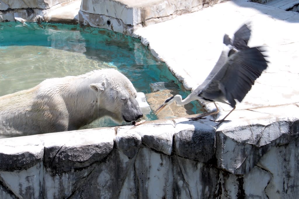 ホッキョクグマの餌を奪い取るアオサギ 名古屋市 東山動物園での出来事 自然を求めて近辺ぶらり