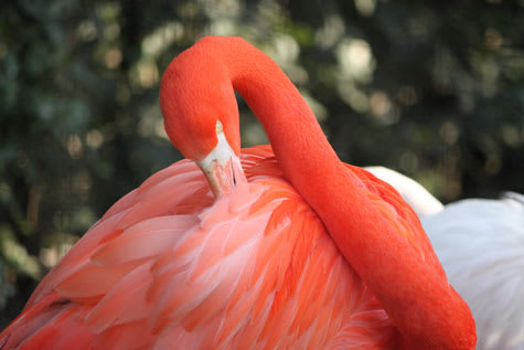 Flamingo_1