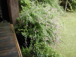 真之行 台子点前の悩み 暁庵の茶事クロスロード
