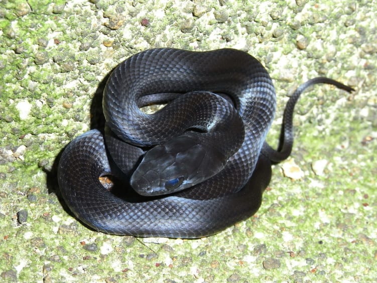メタリックブラックの幼蛇 カラスヘビ ゴトウヒラタの戯言