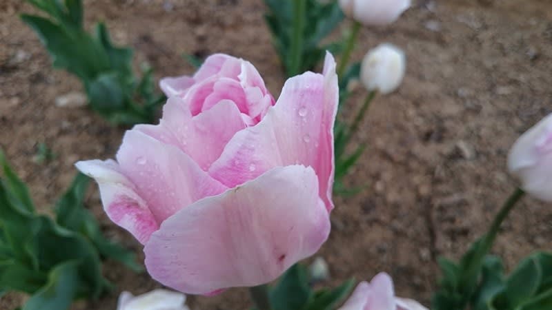 八重咲きのチューリップ