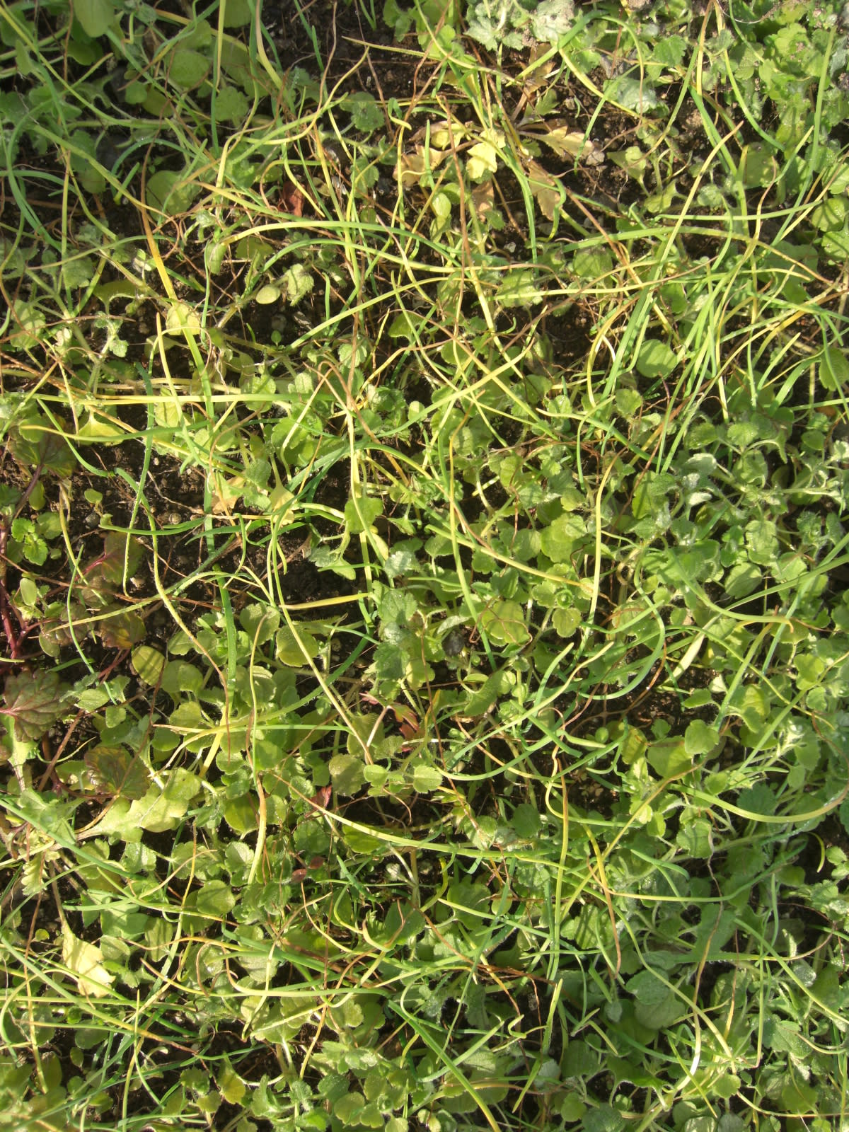 史上最強の雑草…ハタケニラ ふくちゃんの庭仕事