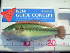 キュウセンは美味しいのか Jcaの激闘 投げ釣り戦記 キュウセンは美味しいのか Jcaの激闘 投げ釣り戦記