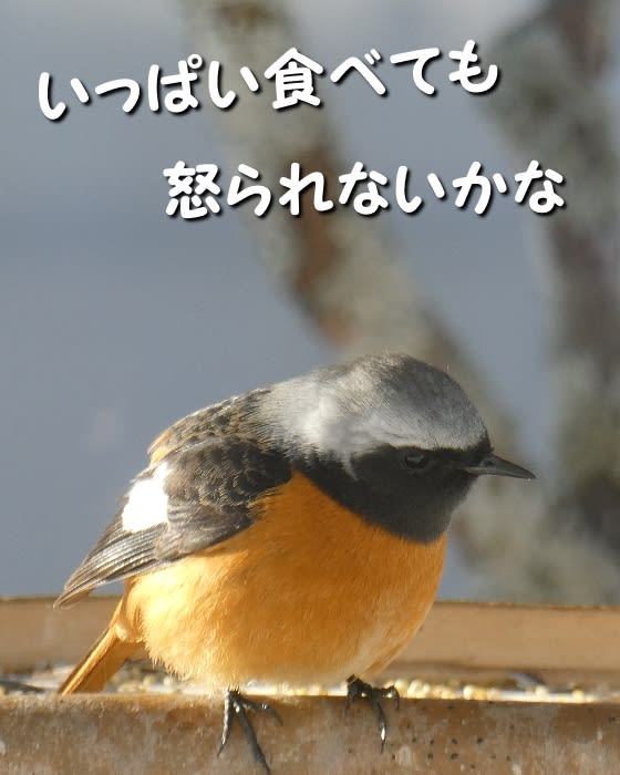ジョウビタキが庭の餌箱にきた ウレシナキ チックの道草 きのこ ジョウビタキが庭の餌箱にきた ウレシナキ チックの道草 きのこ