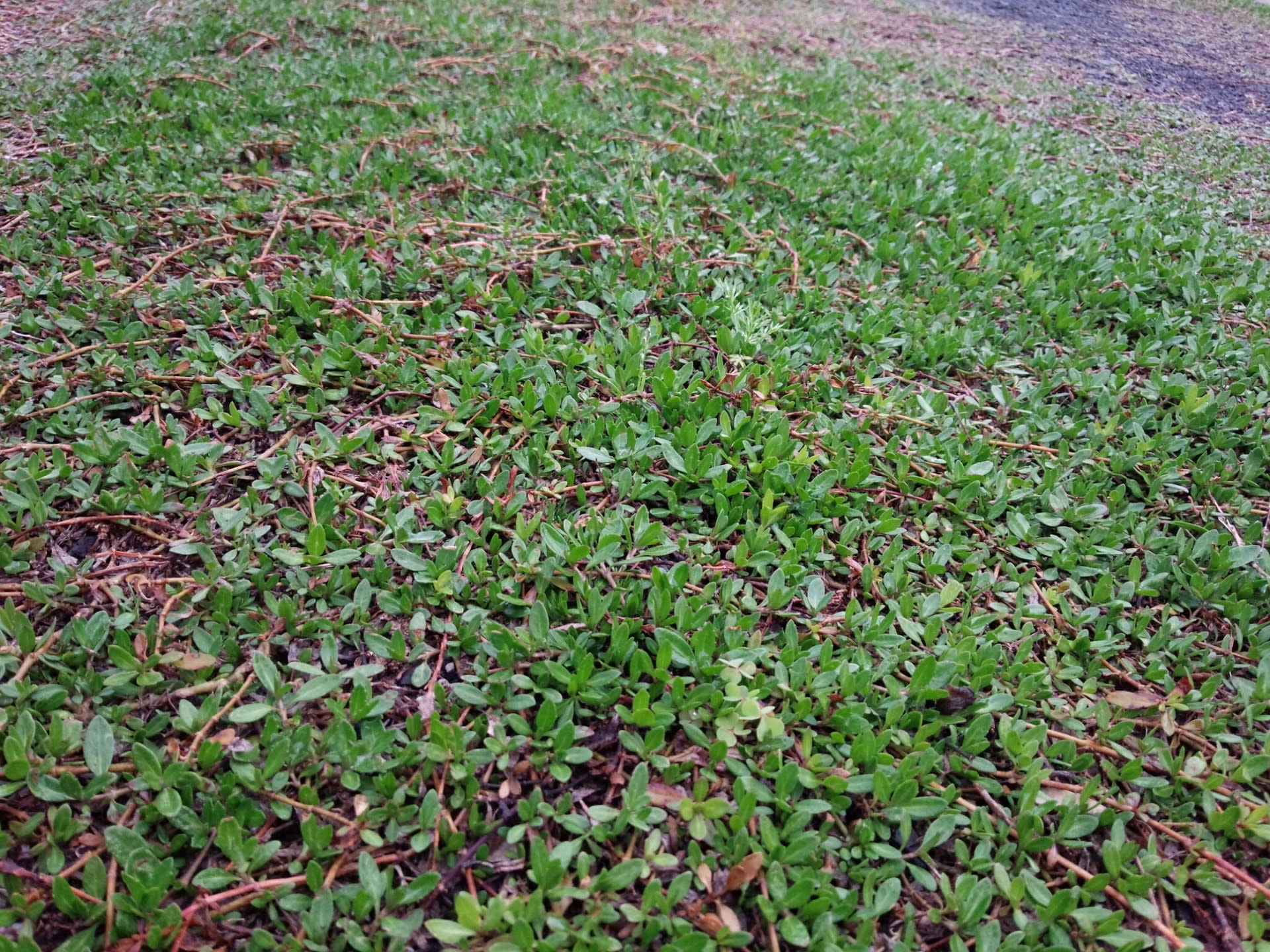 緑の絨毯 ヒメイワダレソウ 雑木と宿根草とクレマチスの小さな庭づくり