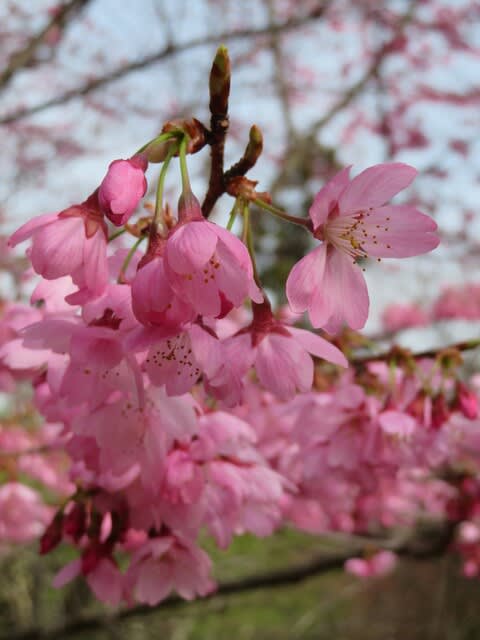 ピンクの花が重たげに下を向いて咲く おかめ桜 春の花 21 71 野の花 庭の花 ピンクの花が重たげに下を向いて咲く おかめ桜 春の花 21 71 野の花 庭の花