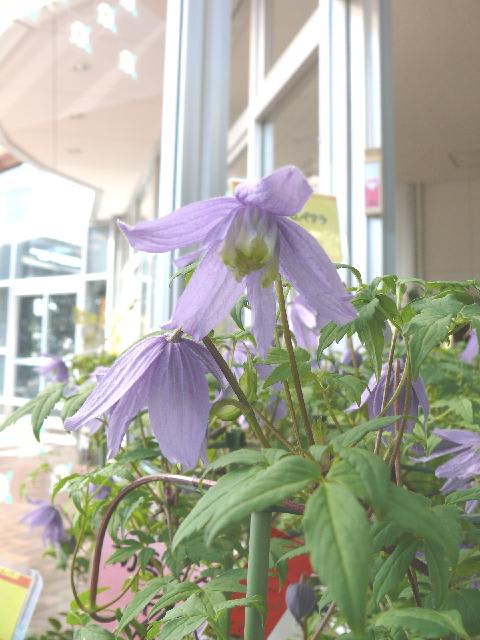 P1520693