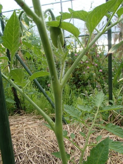 わき芽の芽かきで 根っこを育て 樹と実のバランスを調える 無農薬 自然菜園 自然農法 自然農 で 自給自足life 持続可能で豊かで自然な暮らしの分かち合い