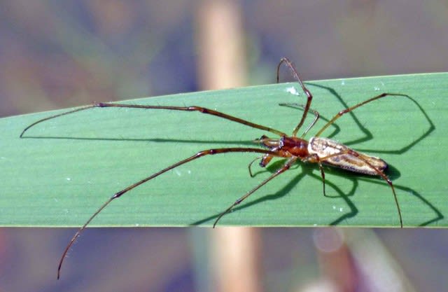 葉にカモフラージュするクモ ヤサガタアシナガグモ 優形脚長蜘蛛 温泉ドラえもんのブログ