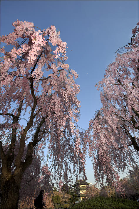 弘前公園 夕方の桜風景 友限快写