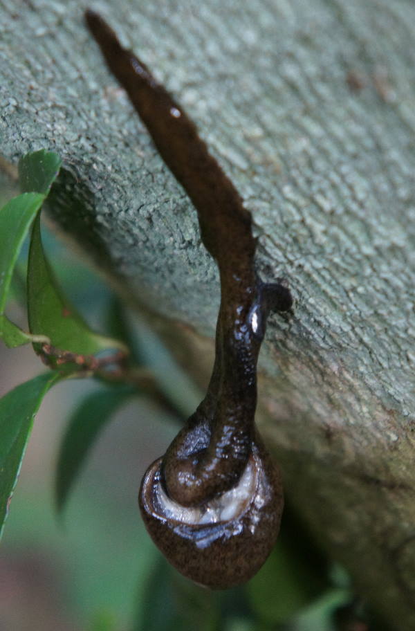 不思議すぎる生きもの コウガイビル 奄美自然観察記
