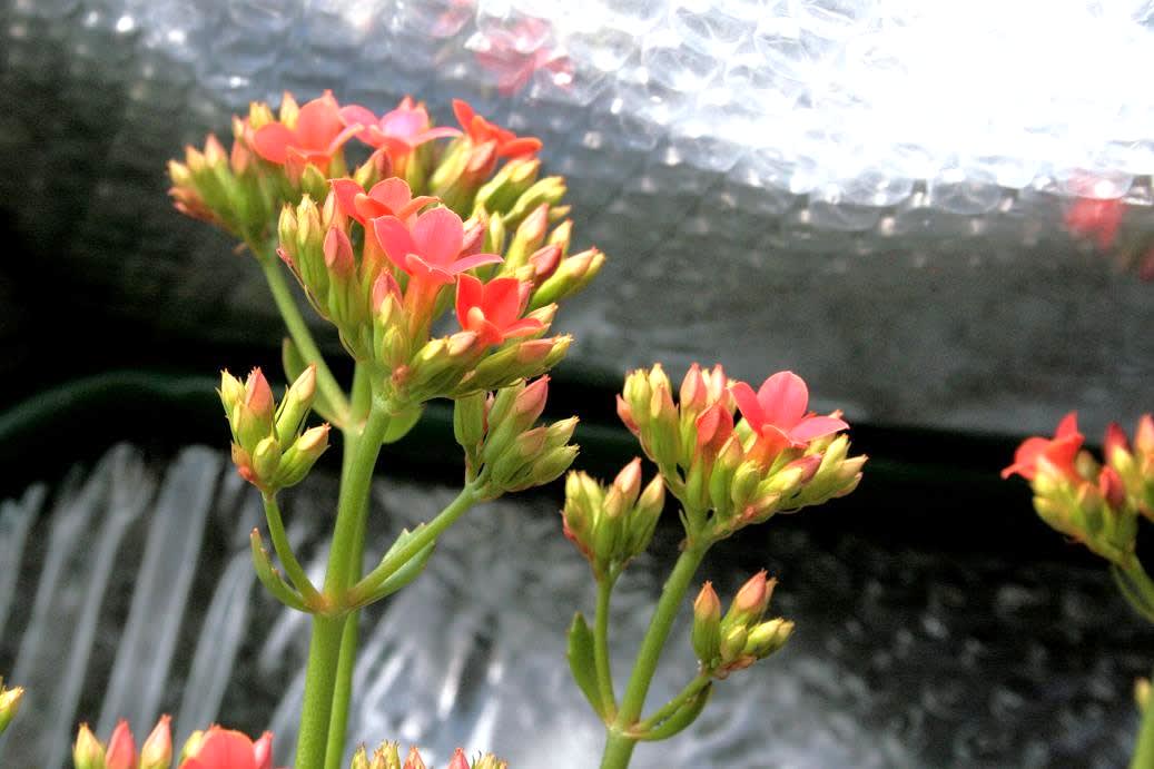 カランコエの開花の画像