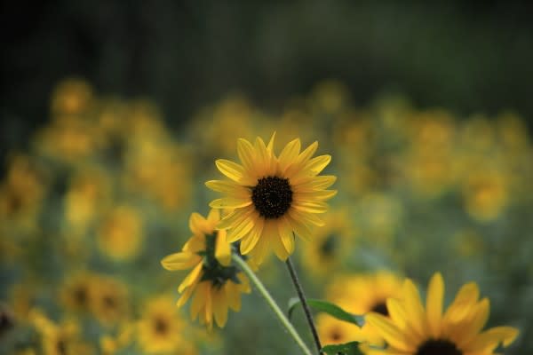 森林公園のヒマワリ レンゲショウマ その２ 写真ブログ