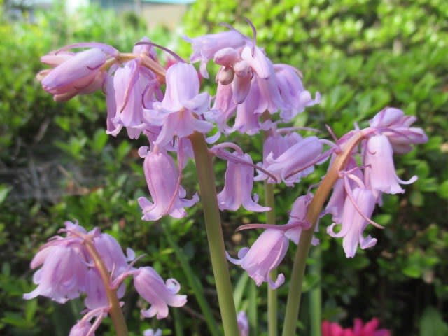 釣鐘水仙 我が家の庭の花