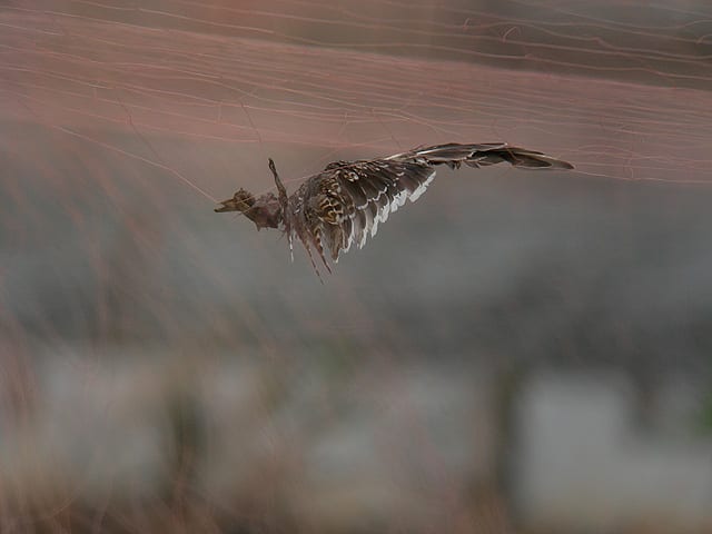 かすみ網か Psukeの探鳥日記