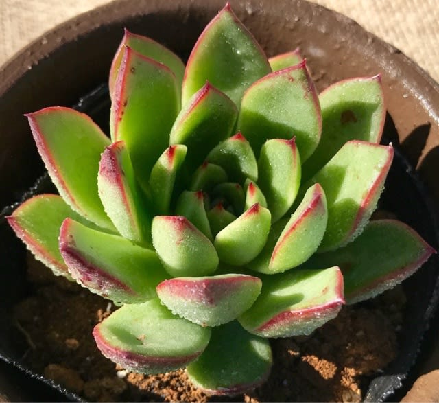 健康な多肉植物 緑と赤の色合い*3 健康な多肉植物 緑と赤の色合い*3 赤く色づく多肉植物について