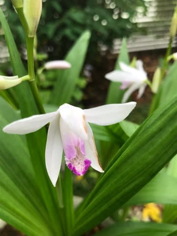 今年の冬に、どこか地面に植えてあげよう