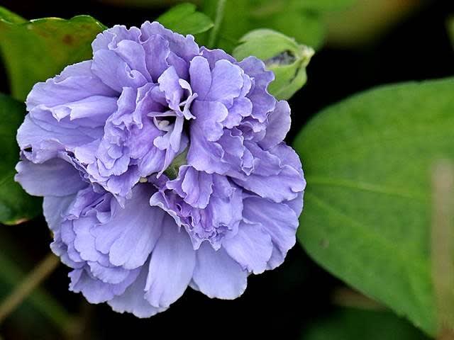 ムクゲ 紫玉が咲きました Gardening2