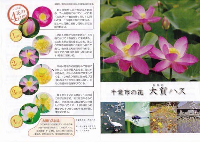 千葉公園の大賀ハスの歴史 大賀ハスシンポジウム スロージョギングと写真のブログ 千葉公園の大賀ハスの歴史 大賀ハスシンポジウム スロージョギングと写真のブログ