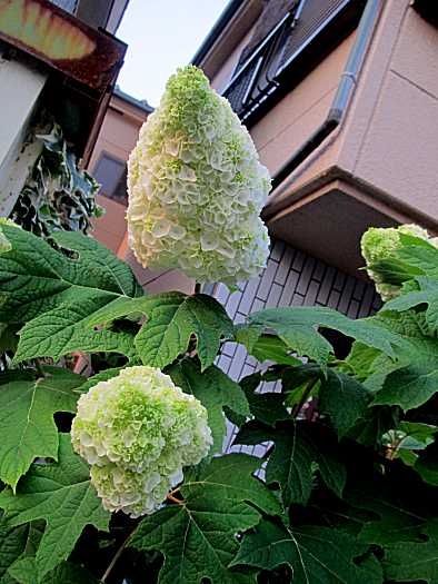 柏葉紫陽花 かしわばあじさい の花 ｍｖｋのいろいろ