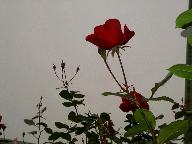 赤いバラ・No２